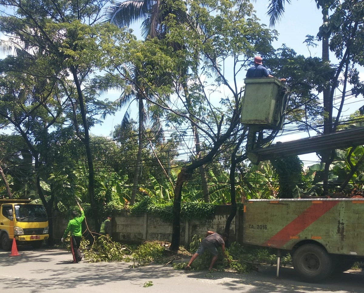 50751pemkot tangerang sigap turunkan tim penanganan pohon tumbang di tiga titik 507511