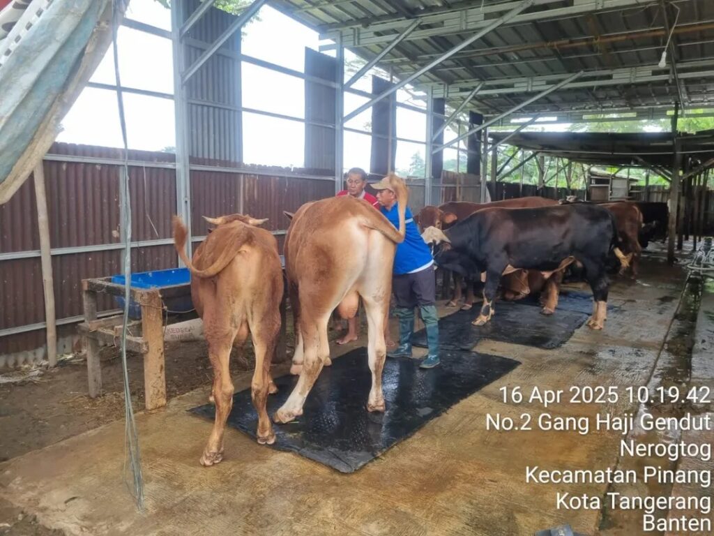 51177pemkot tangerang vaksinasi pmk 859 ekor sapi peternak bisa ajukan vaksin gratis 511771