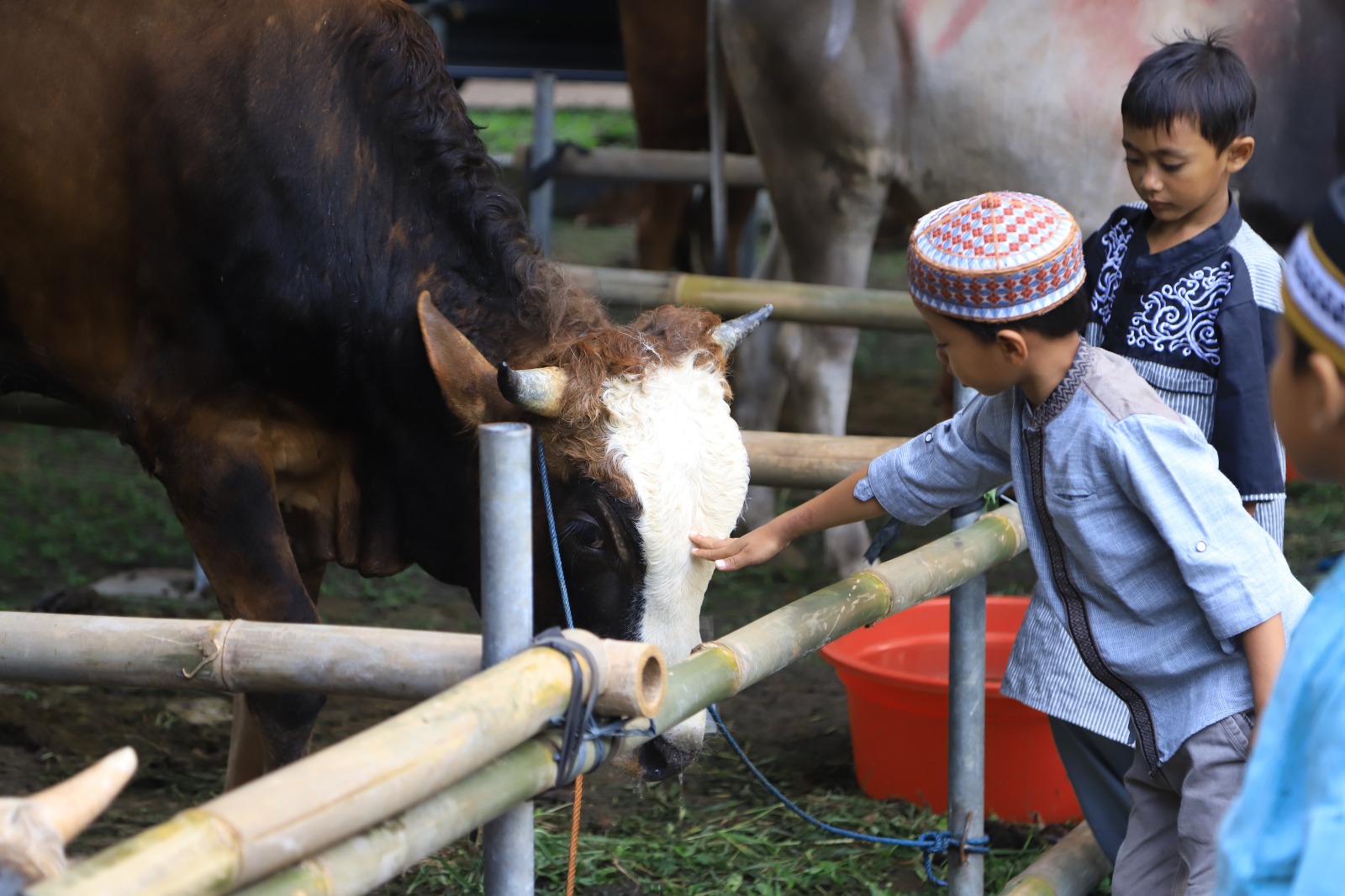 51459jelang iduladha baznas kota tangerang buka layanan kurban berkah 514591